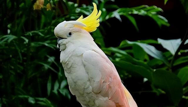 鹦鹉饲养必备知识：打造舒适家，让鹦鹉在家庭中健康成长