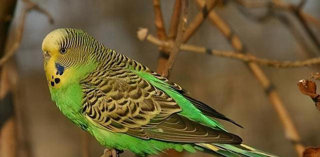 鹦鹉饲养必备知识：打造舒适家，让鹦鹉在家庭中健康成长