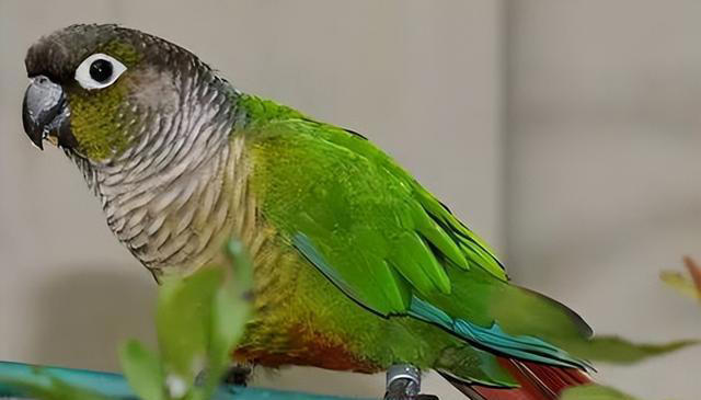 鹦鹉饲养必备知识：打造舒适家，让鹦鹉在家庭中健康成长