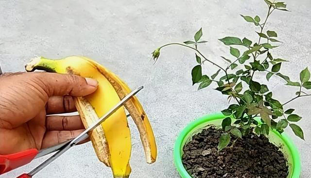 香蕉皮怎么做养花肥料？香蕉皮用来种菜养花，好处竟然这么多