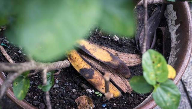 香蕉皮怎么做养花肥料？香蕉皮用来种菜养花，好处竟然这么多