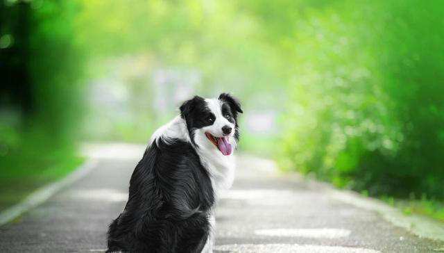 边牧的优点和缺点，好养吗？