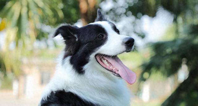 边牧的优点和缺点，好养吗？