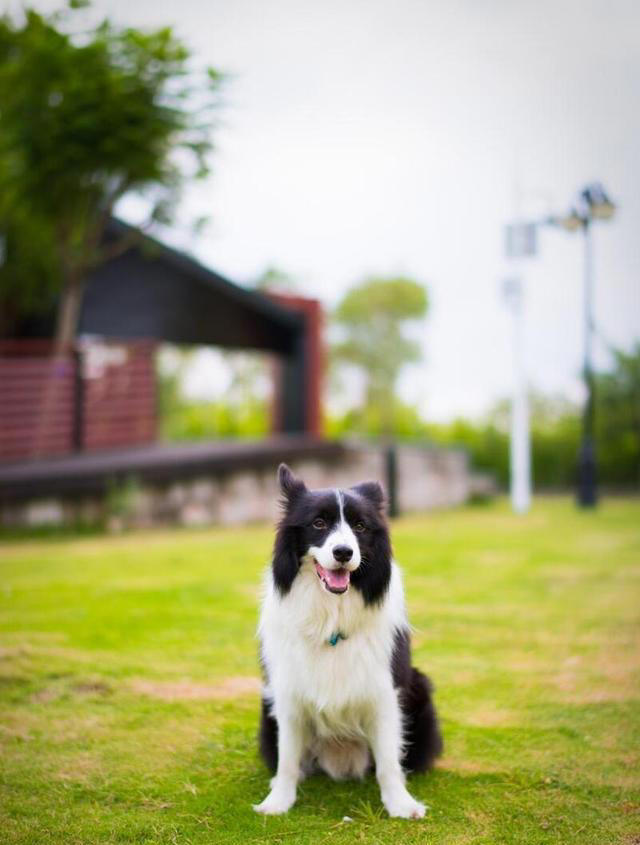 边牧的优点和缺点，好养吗？