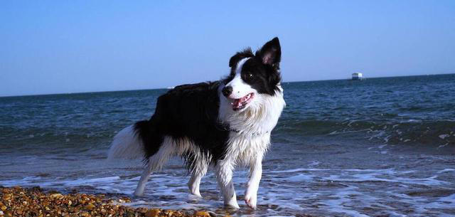 边牧的优点和缺点，好养吗？