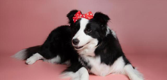 边牧的优点和缺点，好养吗？