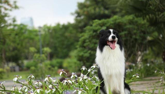 边牧的优点和缺点，好养吗？