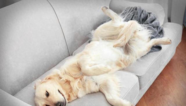 狗狗不同睡姿代表不同的性格，你家狗属于哪一种？