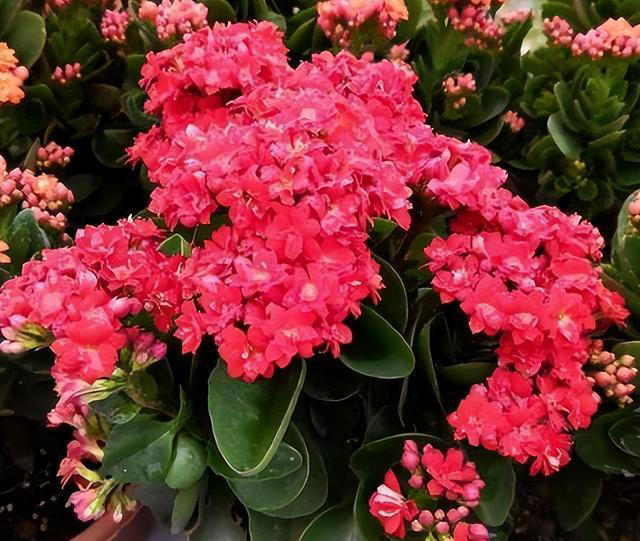 奉劝各位，养长寿花别“偷懒”，做好4点，才会一茬接一茬开不停