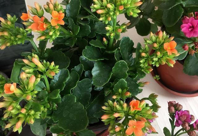 奉劝各位，养长寿花别“偷懒”，做好4点，才会一茬接一茬开不停