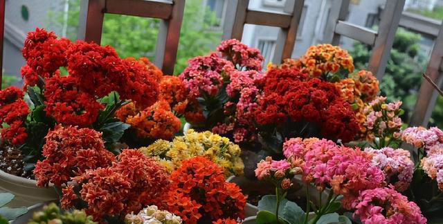 奉劝各位，养长寿花别“偷懒”，做好4点，才会一茬接一茬开不停