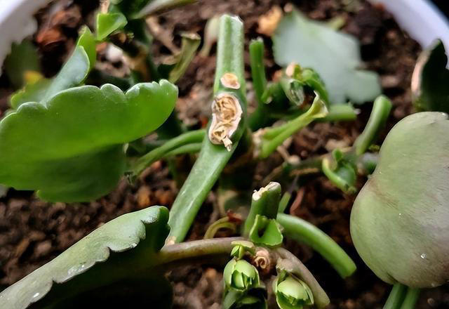 奉劝各位，养长寿花别“偷懒”，做好4点，才会一茬接一茬开不停