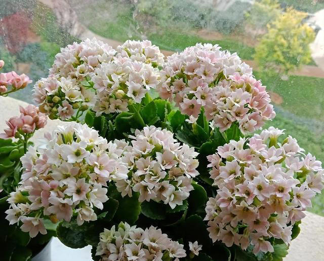 奉劝各位，养长寿花别“偷懒”，做好4点，才会一茬接一茬开不停