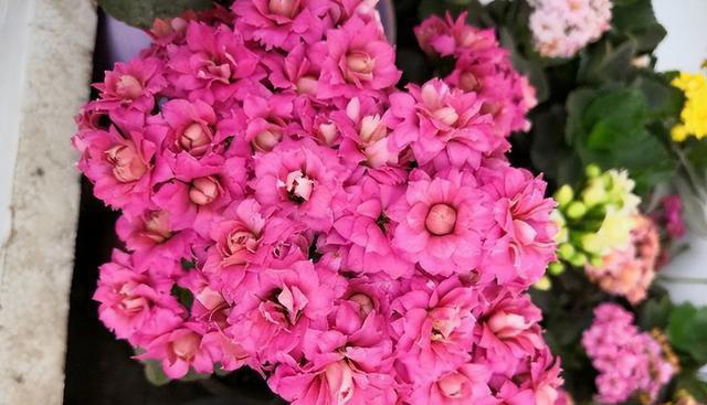 奉劝各位，养长寿花别“偷懒”，做好4点，才会一茬接一茬开不停