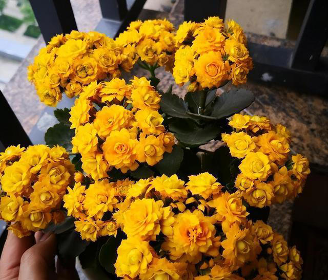 奉劝各位，养长寿花别“偷懒”，做好4点，才会一茬接一茬开不停