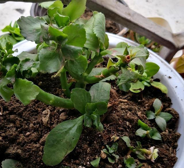 奉劝各位，养长寿花别“偷懒”，做好4点，才会一茬接一茬开不停