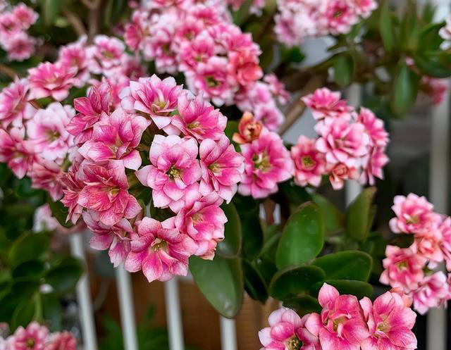 奉劝各位，养长寿花别“偷懒”，做好4点，才会一茬接一茬开不停