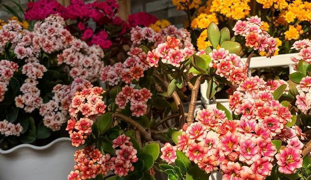 奉劝各位，养长寿花别“偷懒”，做好4点，才会一茬接一茬开不停