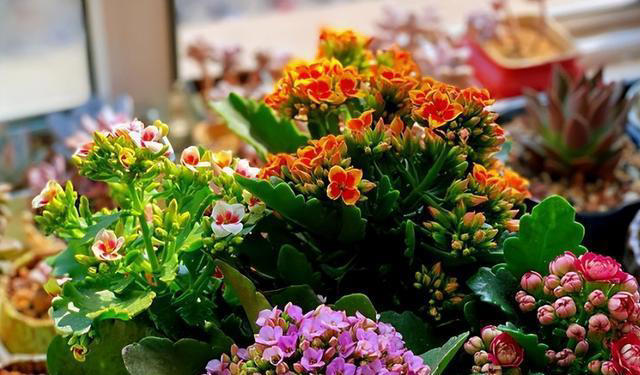 奉劝各位，养长寿花别“偷懒”，做好4点，才会一茬接一茬开不停