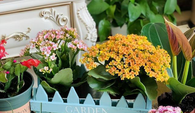 奉劝各位，养长寿花别“偷懒”，做好4点，才会一茬接一茬开不停