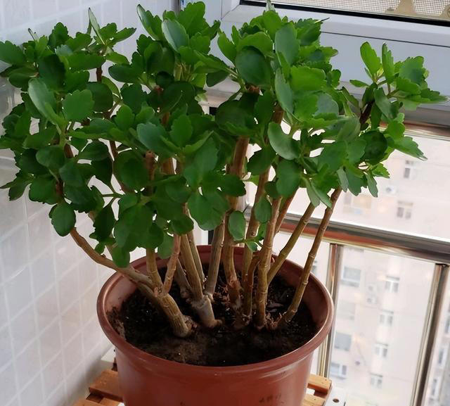 奉劝各位，养长寿花别“偷懒”，做好4点，才会一茬接一茬开不停