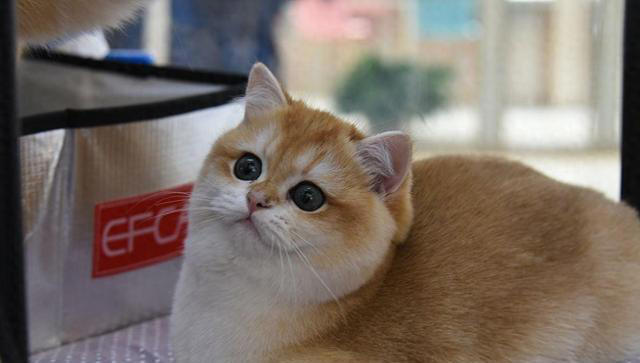 猫咪食欲不佳？试试这些妙招，让猫咪胃口大开！