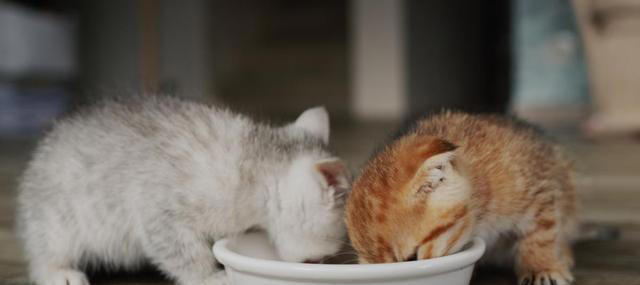 猫咪食欲不佳？试试这些妙招，让猫咪胃口大开！