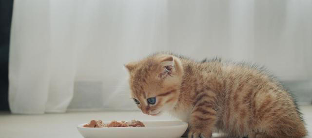 猫咪食欲不佳？试试这些妙招，让猫咪胃口大开！