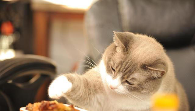 猫咪食欲不佳？试试这些妙招，让猫咪胃口大开！