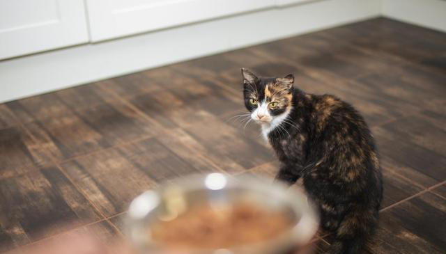 猫咪食欲不佳？试试这些妙招，让猫咪胃口大开！