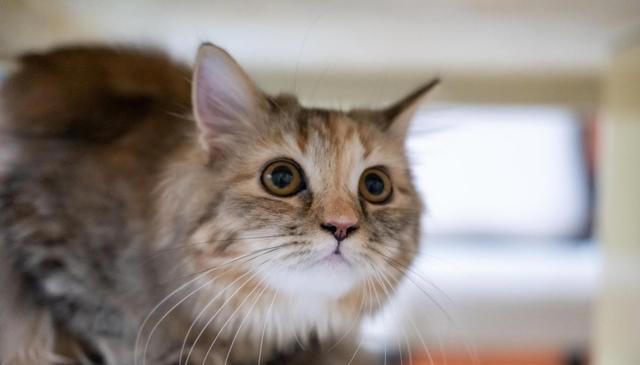 猫咪食欲不佳？试试这些妙招，让猫咪胃口大开！