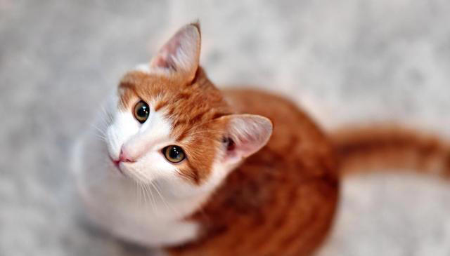 猫咪食欲不佳？试试这些妙招，让猫咪胃口大开！