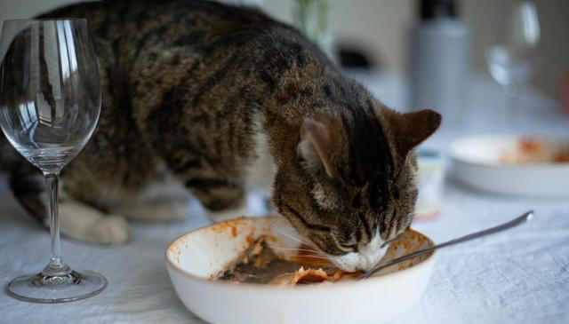 猫咪食欲不佳？试试这些妙招，让猫咪胃口大开！