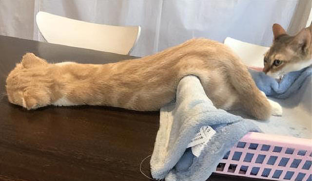 如何看出一只猫的性格？看它爱睡哪里就知道，挺准的！