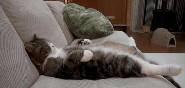 如何看出一只猫的性格？看它爱睡哪里就知道，挺准的！