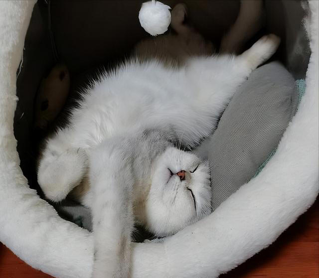 如何看出一只猫的性格？看它爱睡哪里就知道，挺准的！