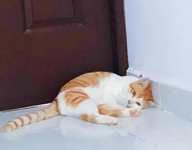 如何看出一只猫的性格？看它爱睡哪里就知道，挺准的！