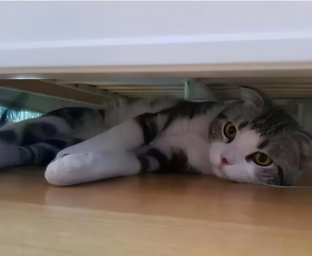 如何看出一只猫的性格？看它爱睡哪里就知道，挺准的！