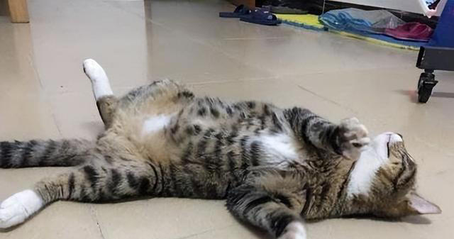 如何看出一只猫的性格？看它爱睡哪里就知道，挺准的！