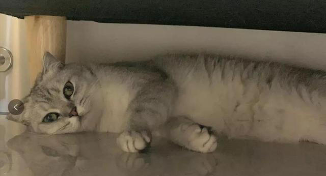 如何看出一只猫的性格？看它爱睡哪里就知道，挺准的！