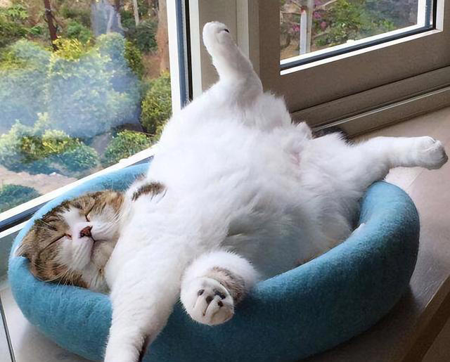 如何看出一只猫的性格？看它爱睡哪里就知道，挺准的！