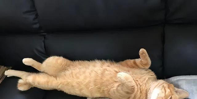 如何看出一只猫的性格？看它爱睡哪里就知道，挺准的！