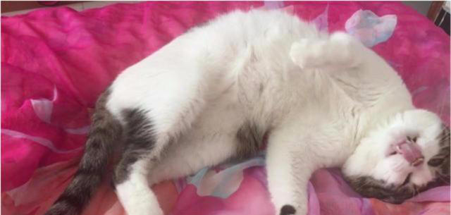 如何看出一只猫的性格？看它爱睡哪里就知道，挺准的！