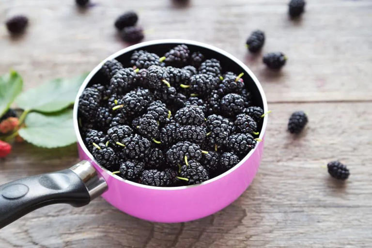 桑葚有6大功效作用，但这几类人要注意其食用禁忌