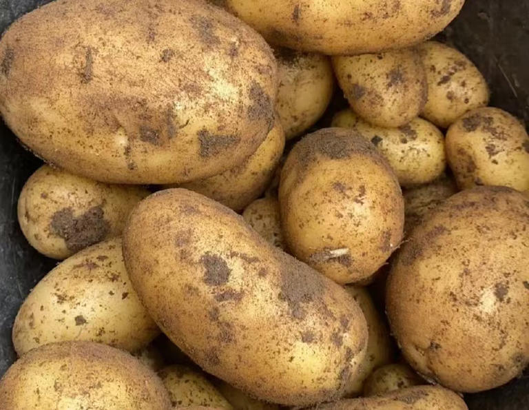 吃了 400 年土豆，为什么咱中国人不把它当饭吃？真相在这儿