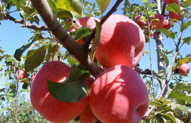 “这也不能吃，那也不能吃？”嘴馋的糖尿病人，这几种水果放心吃