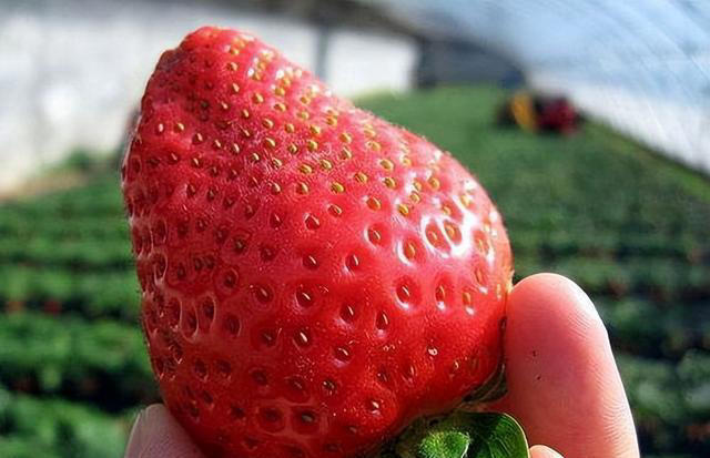 “这也不能吃，那也不能吃？”嘴馋的糖尿病人，这几种水果放心吃