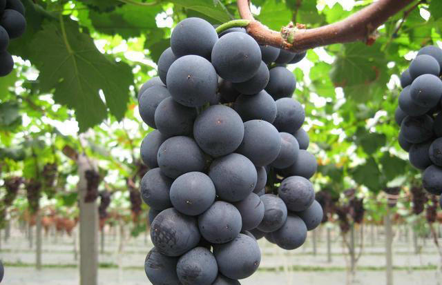 “这也不能吃，那也不能吃？”嘴馋的糖尿病人，这几种水果放心吃