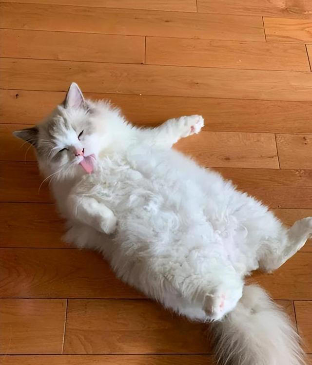 猫咪一见你就露肚皮，大多暗示了这些！