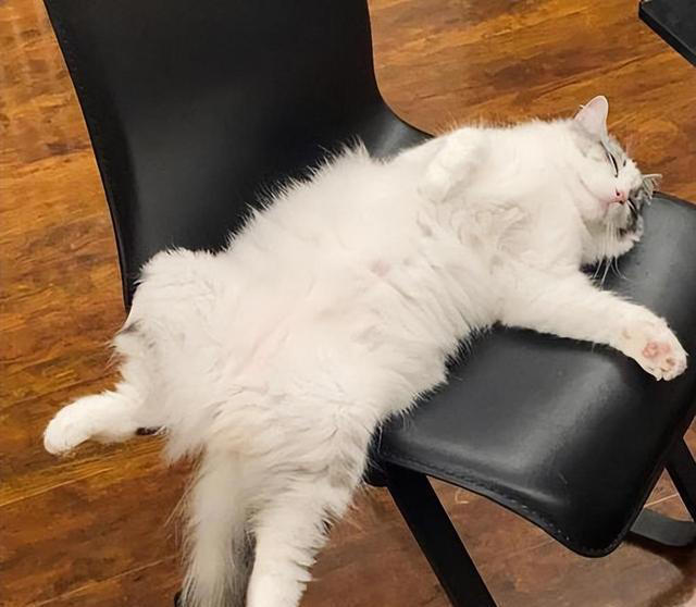 猫咪一见你就露肚皮，大多暗示了这些！